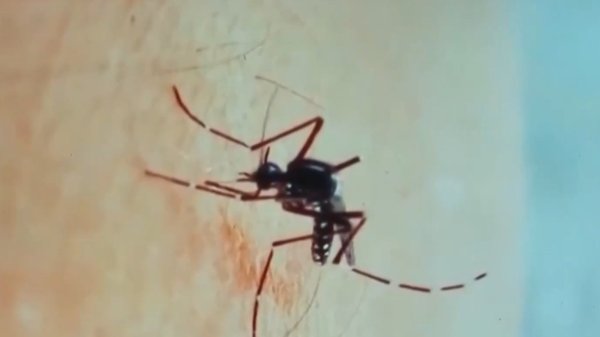 配资世家股票平台 确诊超4000例，基孔肯雅热啥来头？专访中疾控专家